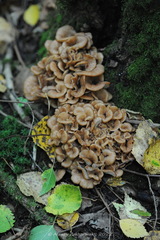 Lentinellus cochleatus