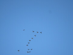 Mareca strepera