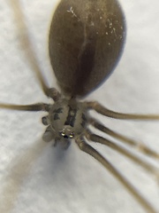 Pholcus opilionoides