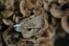 Lentinellus cochleatus