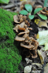 Lentinellus cochleatus