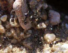 Veromessor pergandei