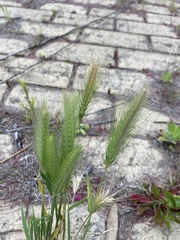 Hordeum murinum glaucum