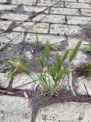 Hordeum murinum glaucum