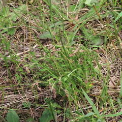 Gonocarpus tetragynus