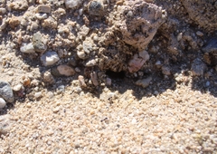 Veromessor pergandei