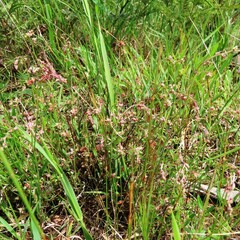 Gonocarpus tetragynus
