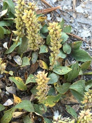 Diplodictyae