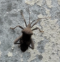 Acanthocoris sordidus