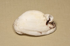 Arcida