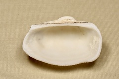 Arcida
