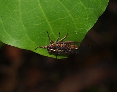 Kikihia southwestlandica