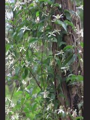 Clematis vitalba