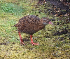 Gallirallus australis australis