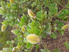 Podalyria calyptrata