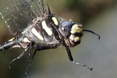 Cordulegaster dorsalis