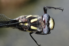 Cordulegaster dorsalis