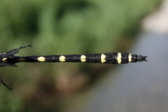 Cordulegaster dorsalis