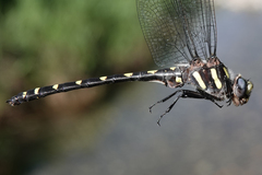 Cordulegaster dorsalis