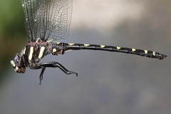 Cordulegaster dorsalis