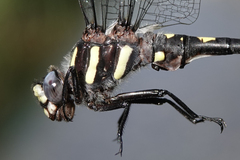 Cordulegaster dorsalis