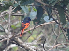 Pericrocotus speciosus