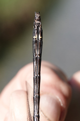 Cordulegaster dorsalis