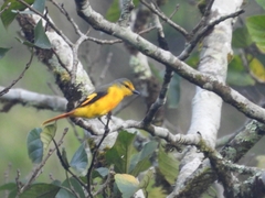 Pericrocotus speciosus