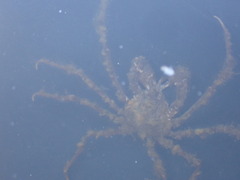 Pyromaia tuberculata