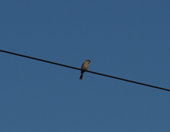 Passer montanus saturatus