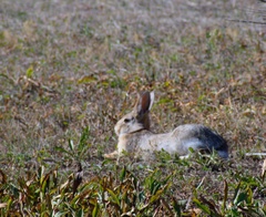 Sylvilagus nuttallii