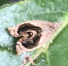 Acroceuthes metaxanthana