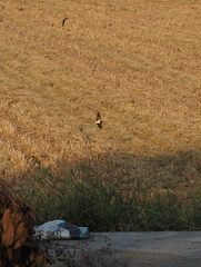 Hirundo rustica gutturalis