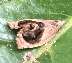 Acroceuthes metaxanthana