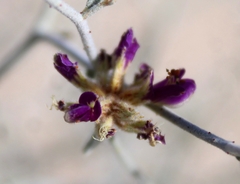 Psorothamnus emoryi emoryi