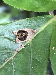 Acroceuthes metaxanthana