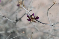 Psorothamnus emoryi emoryi