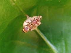 Ropalidia variegata