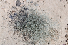 Psorothamnus emoryi emoryi