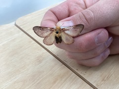 Doratifera quadriguttata