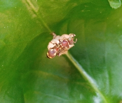 Ropalidia variegata