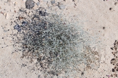 Psorothamnus emoryi emoryi