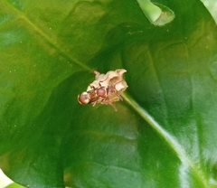 Ropalidia variegata