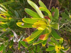 Leucadendron laureolum