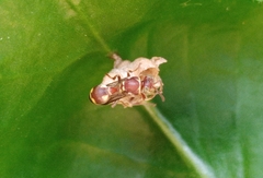 Ropalidia variegata