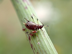 Aphis