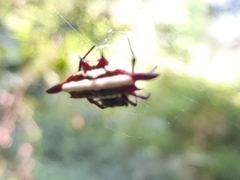 Gasteracantha fornicata