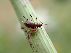 Aphis