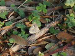 Pseudozizeeria maha okinawana