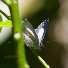 Eirmocides absimilis